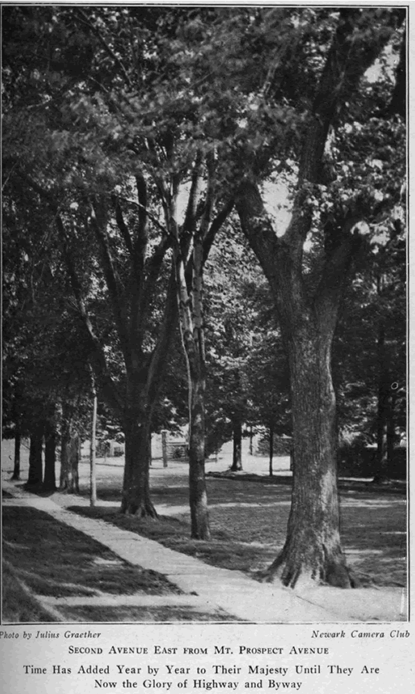 Second Avenue east from Mt. Prospect Avenue
From "Shade Tree Commission of the City of Newark, New Jersey" 1918
