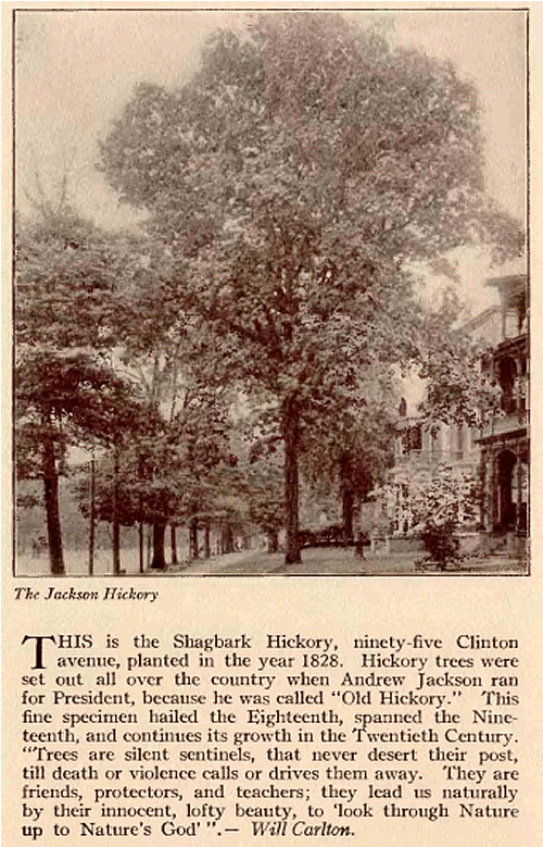 95 Clinton Avenue
From "Our Own Hall of Fame" Arbor Day, 1921
