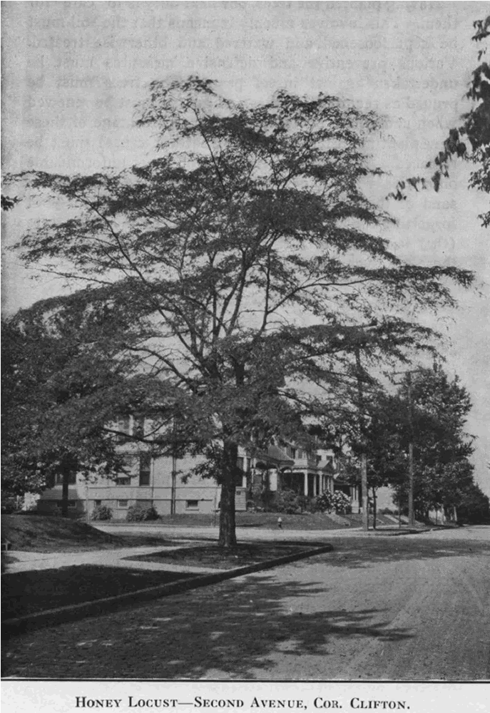 Second Avenue corner Clifton Avenue
From "Shade Tree Commission of the City of Newark, New Jersey" 1911
