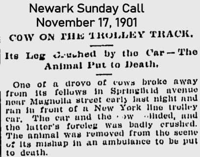 Cow on the Trolley Track
November 17, 1901
