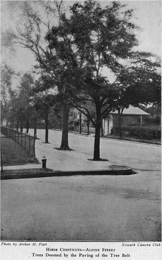 Alpine Street
From "Shade Tree Commission of the City of Newark, New Jersey" 1918
