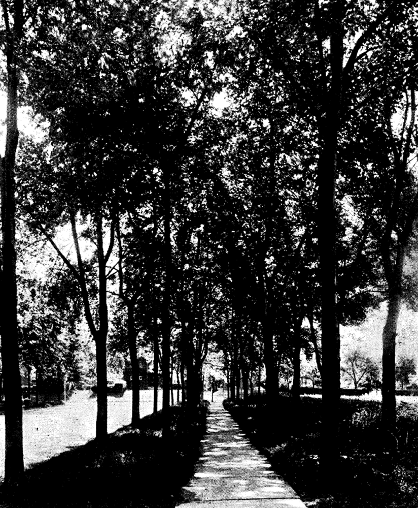 Ballantine Parkway
From "Shade Tree Commission of the City of Newark, New Jersey" 1915
