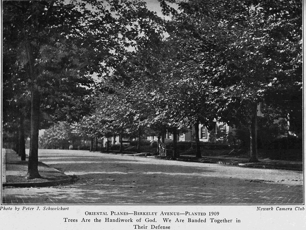 Berkeley Avenue
From "Shade Tree Commission of the City of Newark, New Jersey" 1918
