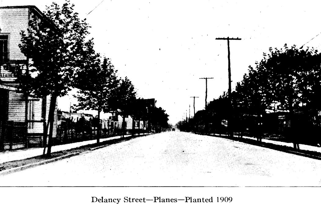 Delancy Street
From "Shade Tree Commission of the City of Newark, New Jersey" 1915
