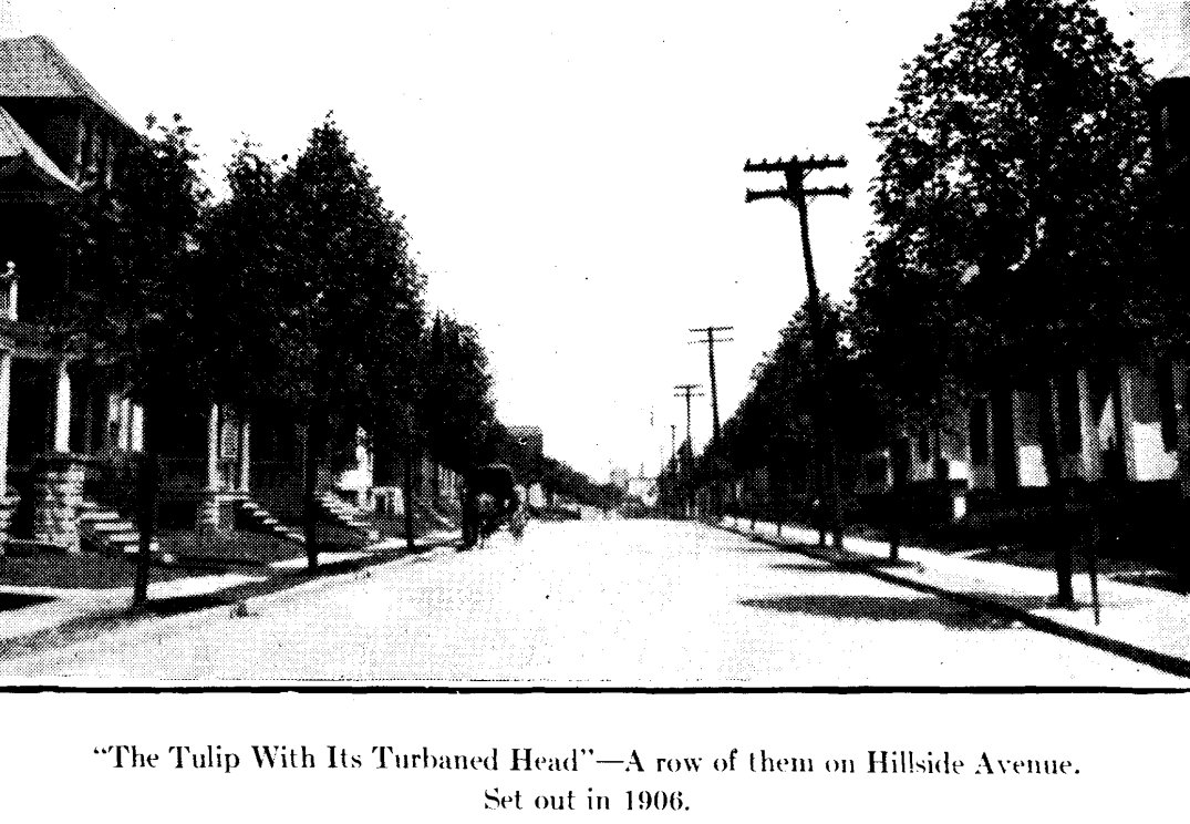 Hillside Avenue
From "Shade Tree Commission of the City of Newark, New Jersey" 1914
