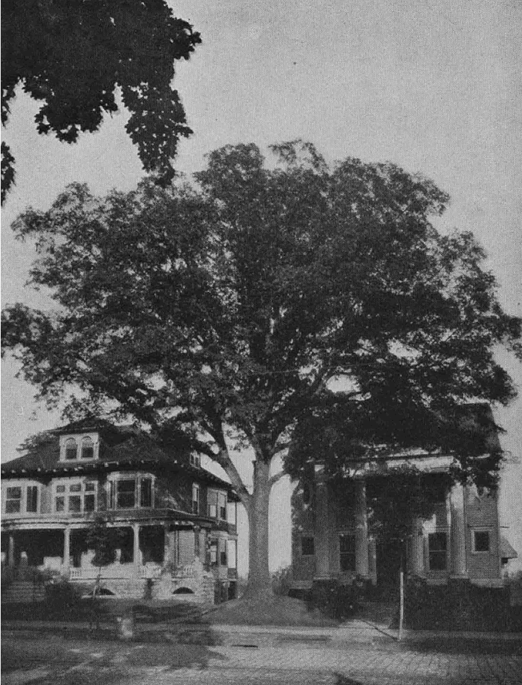 Mount Prospect Avenue
From "Shade Tree Commission of the City of Newark, New Jersey" 1908
