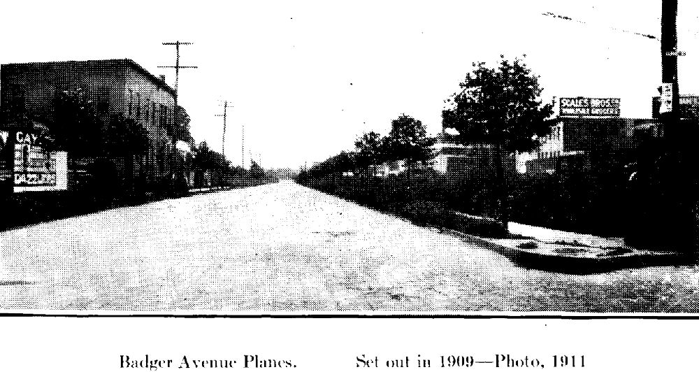 Badger Avenue
From "Shade Tree Commission of the City of Newark, New Jersey" 1914
