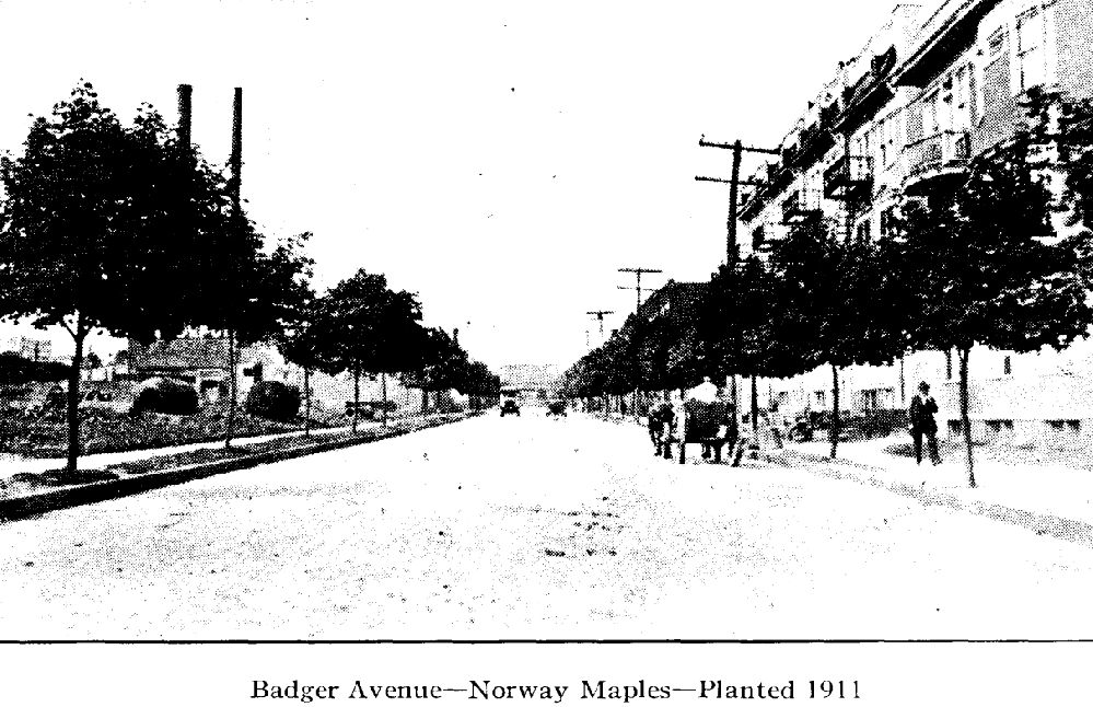 Badger Avenue
From "Shade Tree Commission of the City of Newark, New Jersey" 1915
