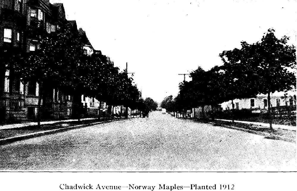 Chadwick Avenue
From "Shade Tree Commission of the City of Newark, New Jersey" 1915
