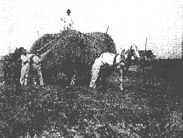 Sanford Avenue
This is the last load of hay made on the farm of Michael Noll Sr. on Sandford Avenue
Pictured are Michale Noll Jr. on the wagon, Joseph Noll, Joseph Harter & Rev. Michael Machler.
Photo from Andrew Noll
