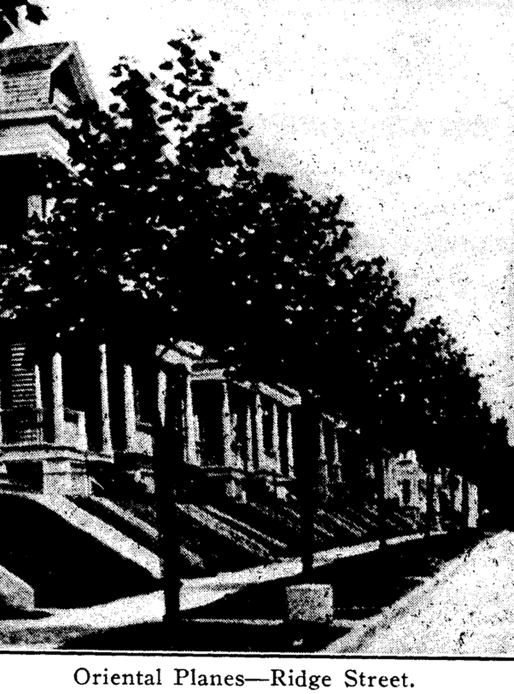 Ridge Street
From "Shade Tree Commission of the City of Newark, New Jersey" 1911
