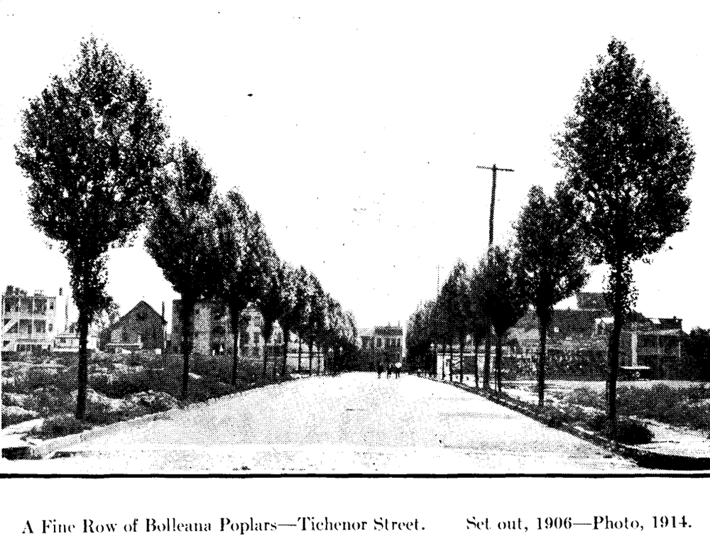 Tichenor Street
From "Shade Tree Commission of the City of Newark, New Jersey" 1914
